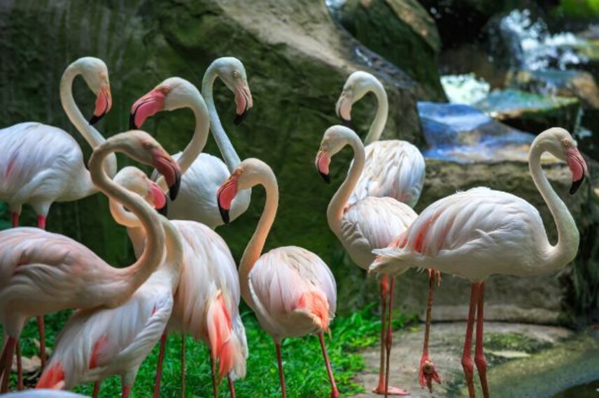 Kuala Lumpur Bird Park_2